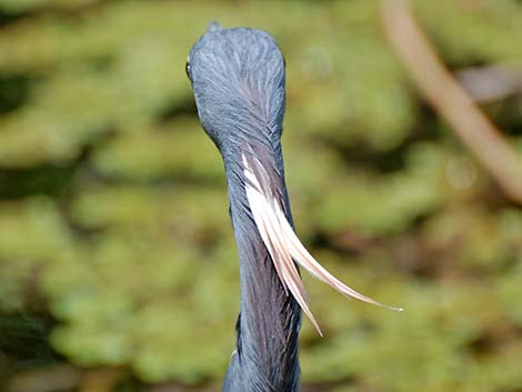 Tricolored Heron (Egretta tricolor)