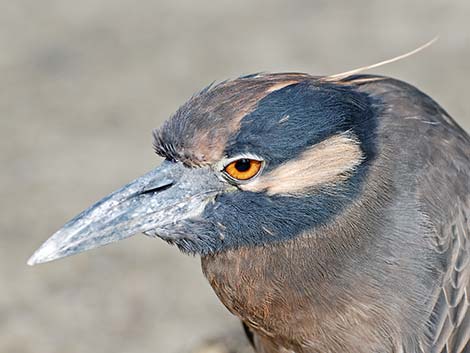 Yellow-crowned Night-Heron (Nyctanassa violacea)