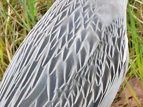 Yellow-crowned Night-Heron (Nyctanassa violacea)