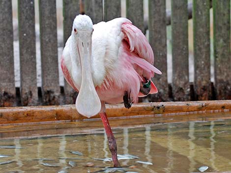 Roseate Spoonbill (Platalea ajaja)