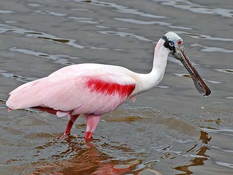 Roseate Spoonbill (Platalea ajaja)