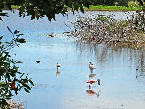 Roseate Spoonbill (Platalea ajaja)