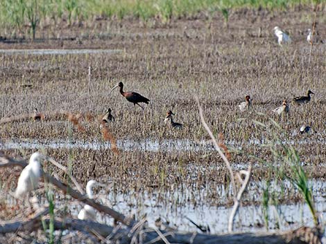 White-faced Ibis (Plegadis chihi)