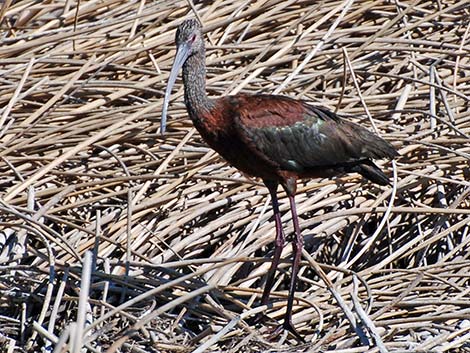 White-faced Ibis (Plegadis chihi)