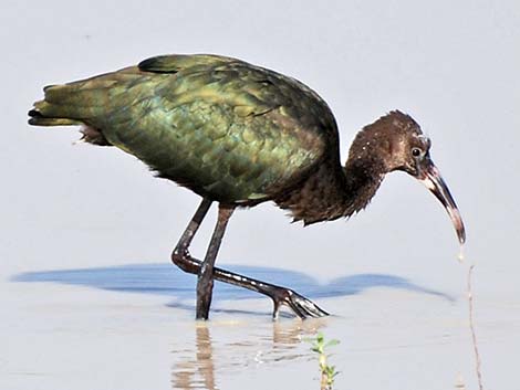 White-faced Ibis (Plegadis chihi)