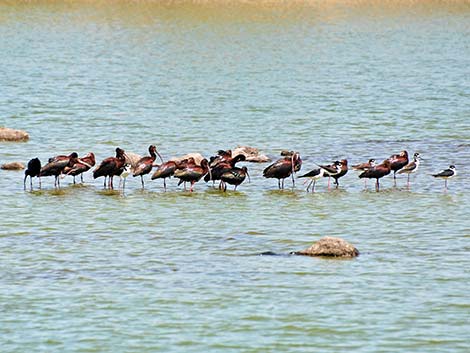 White-faced Ibis (Plegadis chihi)