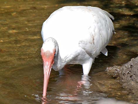 White Ibis (Eudocimus albus)