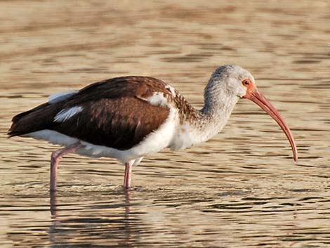 White Ibis (Eudocimus albus)