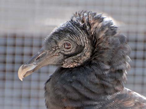 Black Vulture (Coragyps atratus)