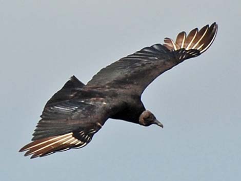 Black Vulture (Coragyps atratus)