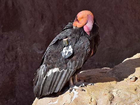 California Condor (Gymnogyps californianus)