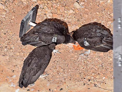 California Condor (Gymnogyps californianus)