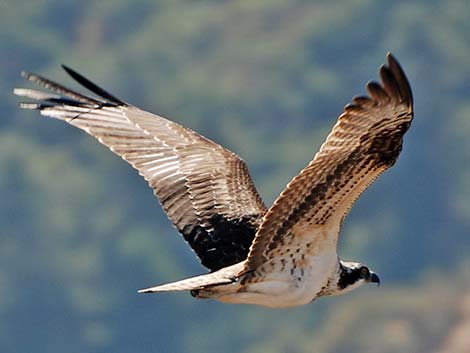 Osprey (Pandion haliaetus)