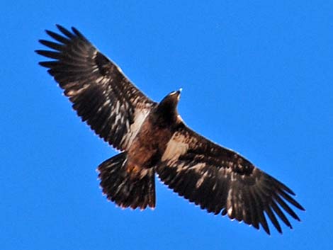 Golden Eagle (Aquila chrysaetos)