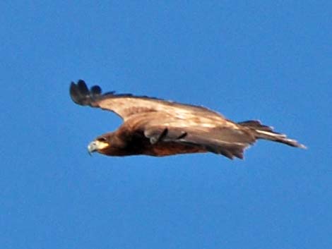 Golden Eagle (Aquila chrysaetos)