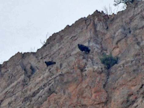 Golden Eagle (Aquila chrysaetos)