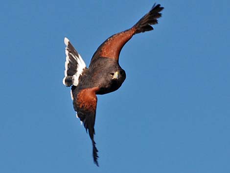 Harris' Hawk (Parabuteo unicinctus)