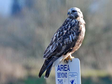 Rough-legged Hawk (Buteo lagopus)