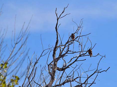 Red-shouldered Hawk (Buteo lineatus)