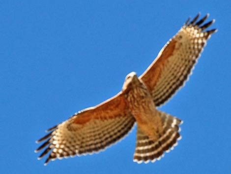 Red-shouldered Hawk (Buteo lineatus)