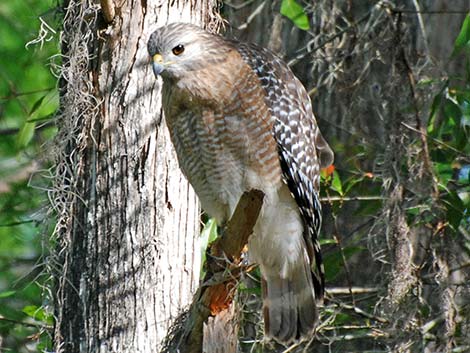 Red-shouldered Hawk (Buteo lineatus)