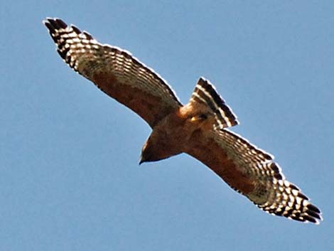 Red-shouldered Hawk (Buteo lineatus)