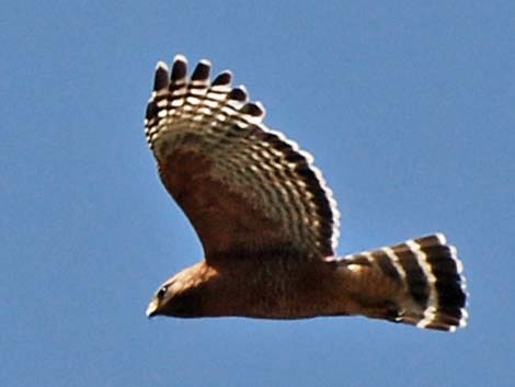 Red-shouldered Hawk (Buteo lineatus)