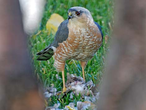 Sharp-shinned Hawk (Accipiter striatus)