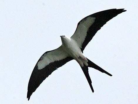 Swallow-tailed Kite (Elanoides forficatus)