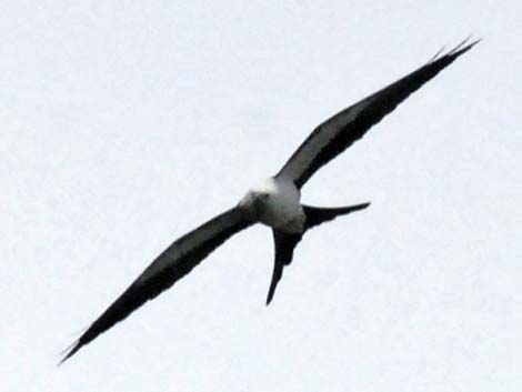 Swallow-tailed Kite (Elanoides forficatus)