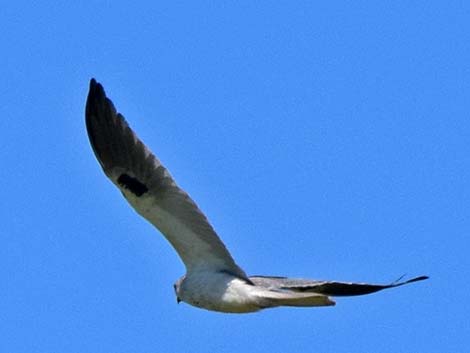 White-tailed Kite (Elanus leucurus)