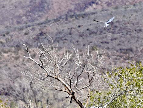 White-tailed Kite (Elanus leucurus)