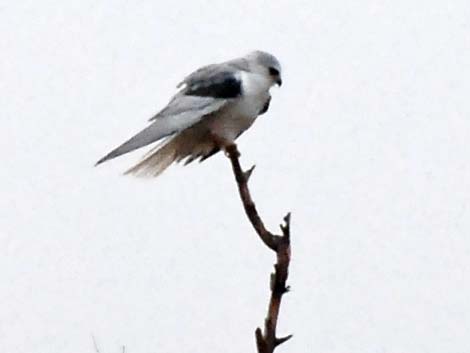 White-tailed Kite (Elanus leucurus)