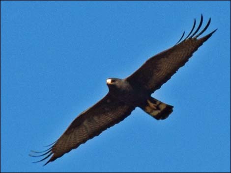 Zone-tailed Hawk (Buteo albonotatus)