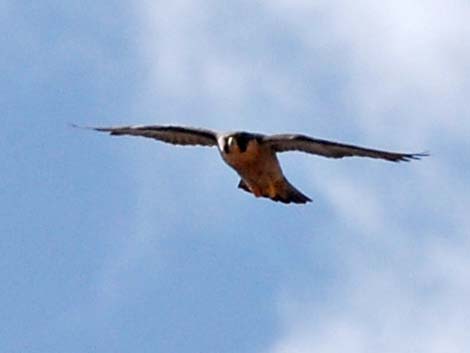 Peregrine Falcon (Falco peregrinus)