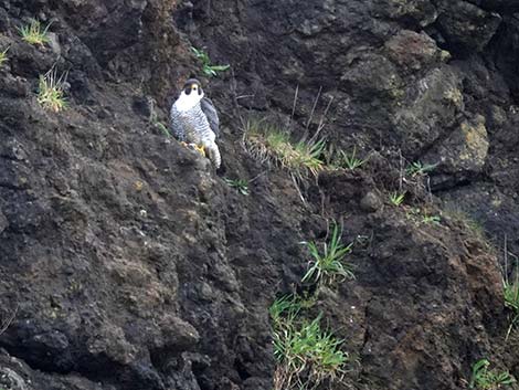 Peregrine Falcon (Falco peregrinus)