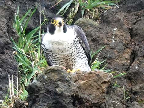 Peregrine Falcon (Falco peregrinus)