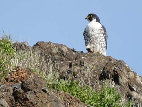 Peregrine Falcon (Falco peregrinus)