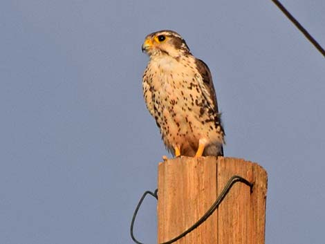 Prairie Falcon (Falco mexicanus)