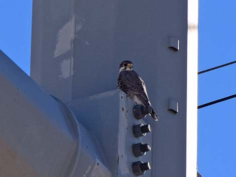 Prairie Falcon (Falco mexicanus)