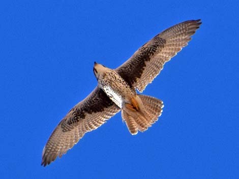 Prairie Falcon (Falco mexicanus)