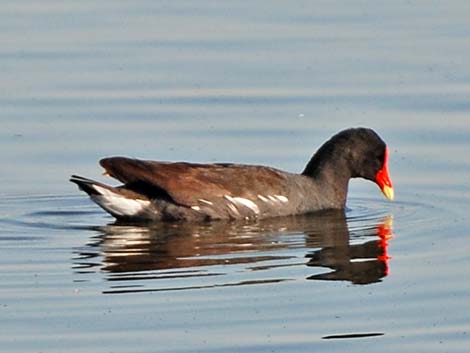 Common Gallinule (Gallinula galeata)