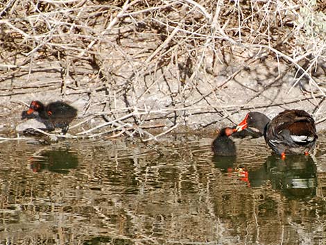 Common Gallinule (Gallinula galeata)