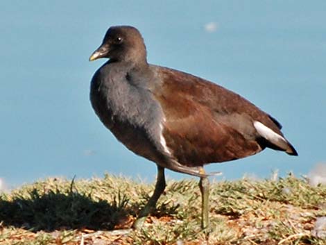 Common Gallinule (Gallinula galeata)