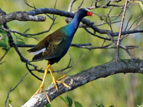 Purple Gallinule (Porphyrio martinicus)