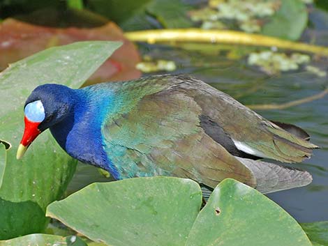 Purple Gallinule (Porphyrio martinicus)