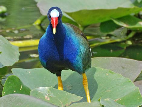 Purple Gallinule (Porphyrio martinicus)