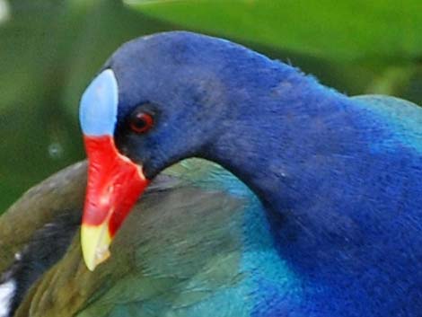 Purple Gallinule (Porphyrio martinicus)