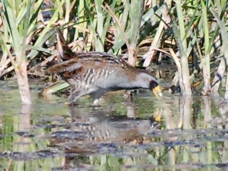 Sora (Porzana carolina)