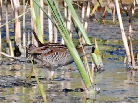 Sora (Porzana carolina)